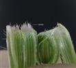  Ligule